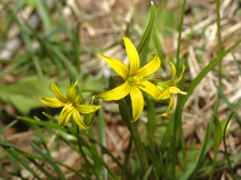 Gagea minima / Cipollaccio minore